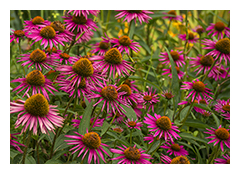 Cone Flower